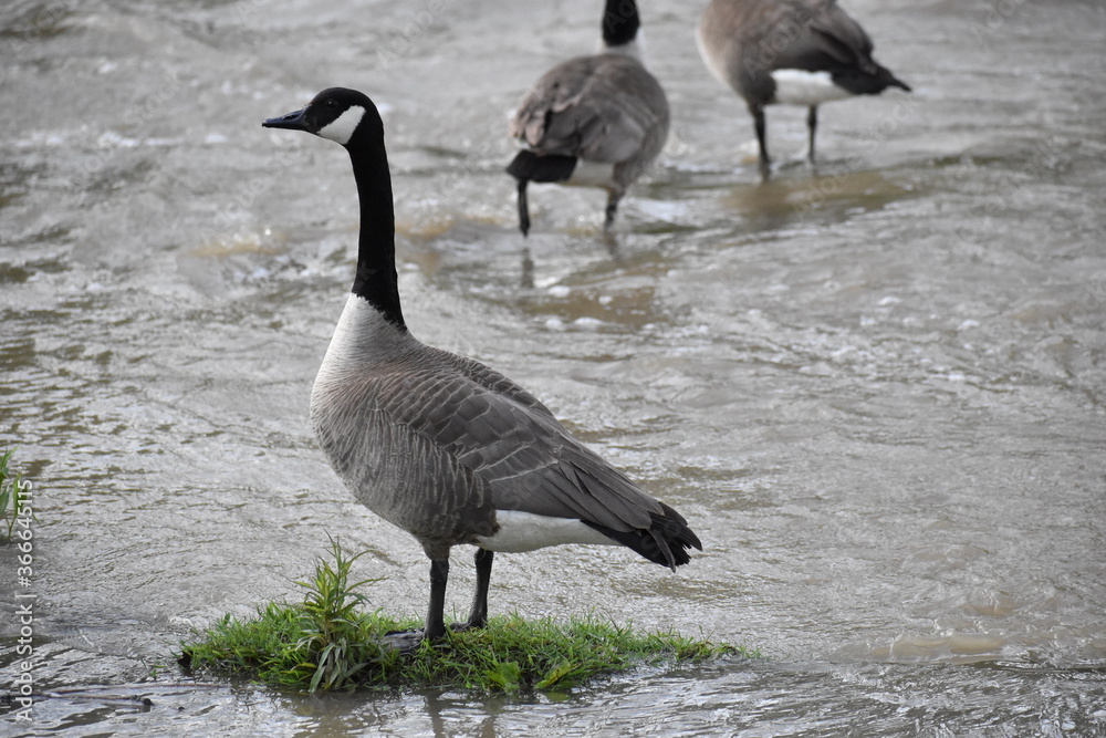 Obraz premium Leader