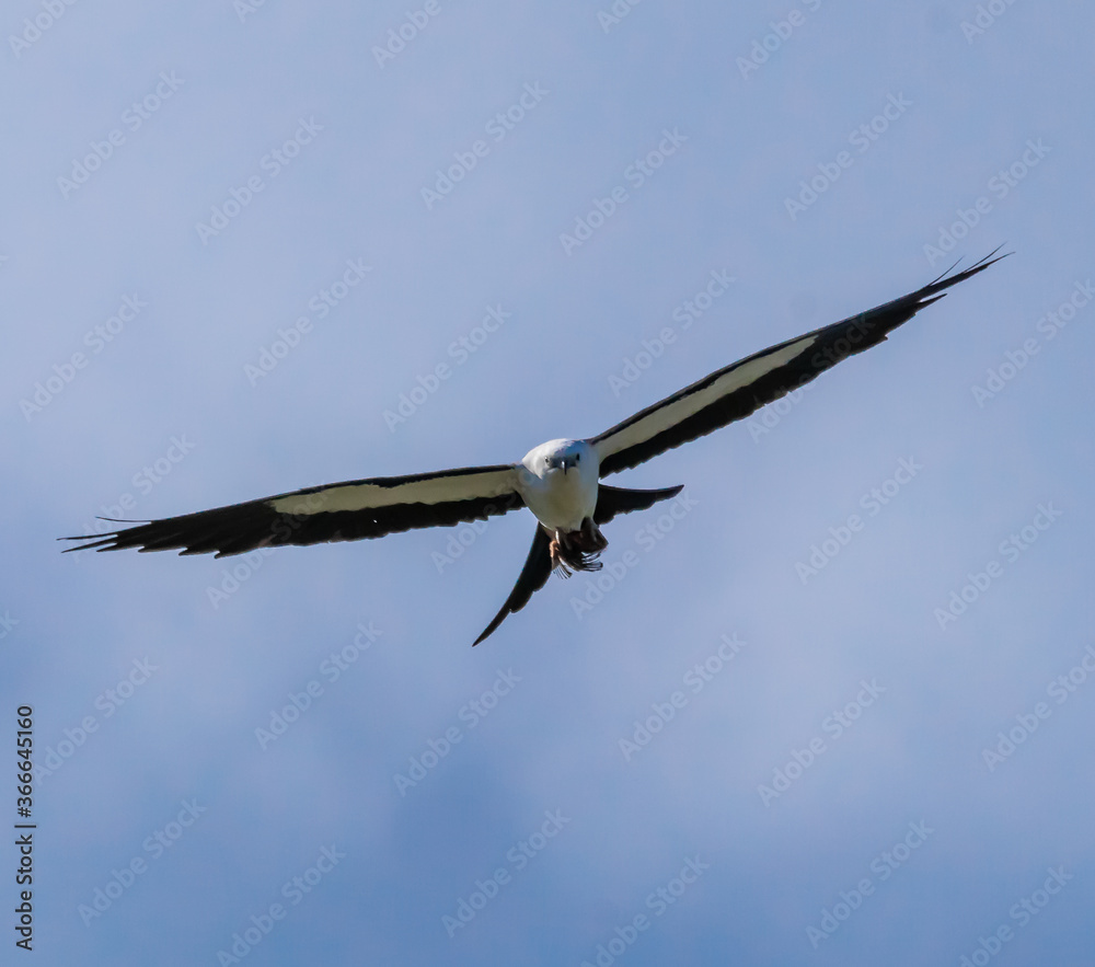 Swallow Tail Kite the Beautiful and Graceful Bird of Prey Swallow Tail Kite the Beautiful and Graceful Bird of Prey