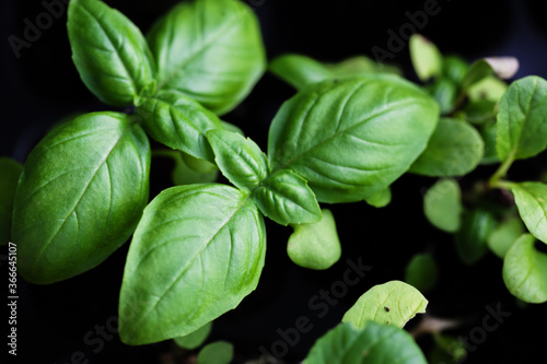 Close-up of Basil leaves