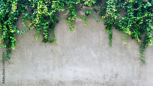 Fotografie, Tablou Green ivy leaves over cement wall, copy space.