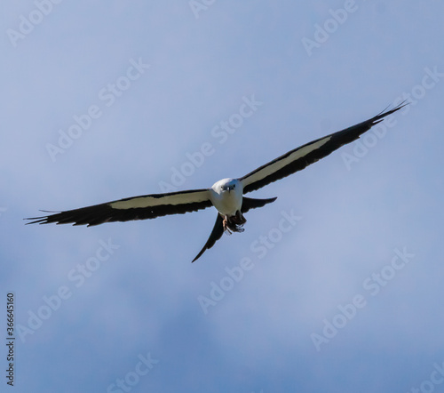 Swallow Tail Kite the Beautiful and Graceful Bird of Prey © Ben