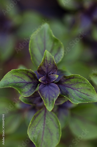 Purple basil plant in the garden