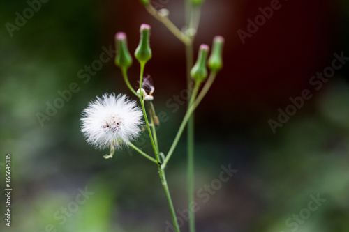 White dandelion flower
