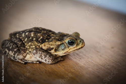 frog on the table