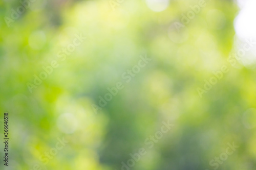 Boheh green nature blurred background. Wallpaper and background concept.