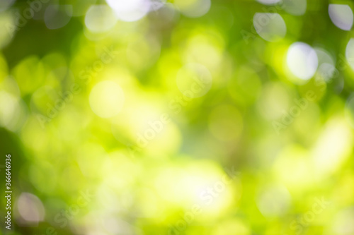 Boheh green nature blurred background. Wallpaper and background concept.