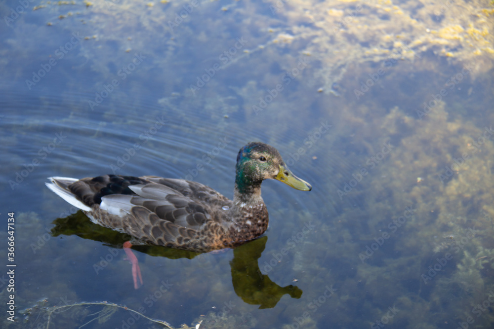 Fototapeta premium Wildlife - Kade Davies