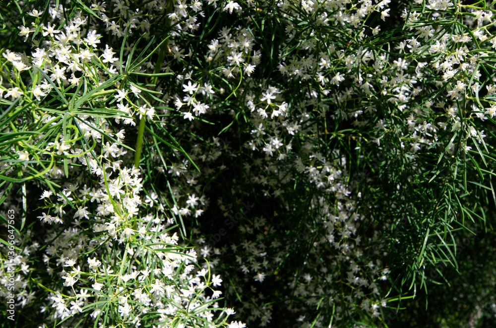Beautiful plenty small white flowers of Shatavari tree in the wild Beautiful plenty small white flowers of Shatavari tree in the wild