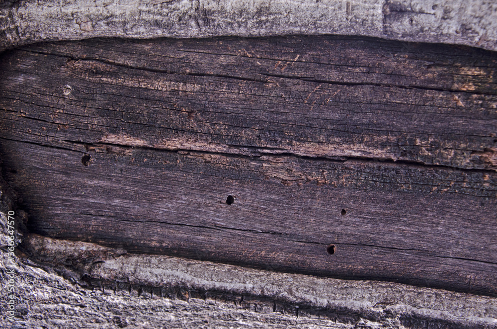 Black pattern of dried heartwood of trunk in the bark Black pattern of dried heartwood of trunk in the bark