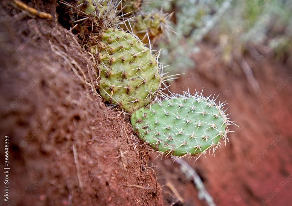 Prickly Cactus Up Close