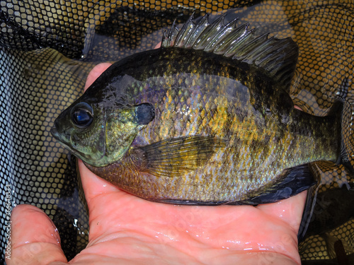 Sunfish held by a hand in a net