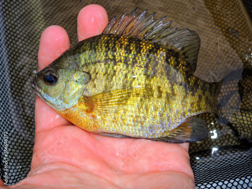 Sunfish held by a hand in a net