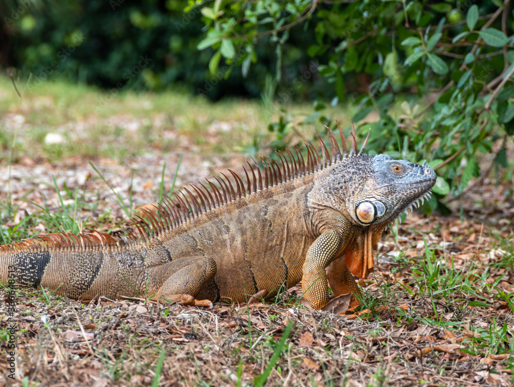 Brown and orange iguana on grass Brown and orange iguana on grass