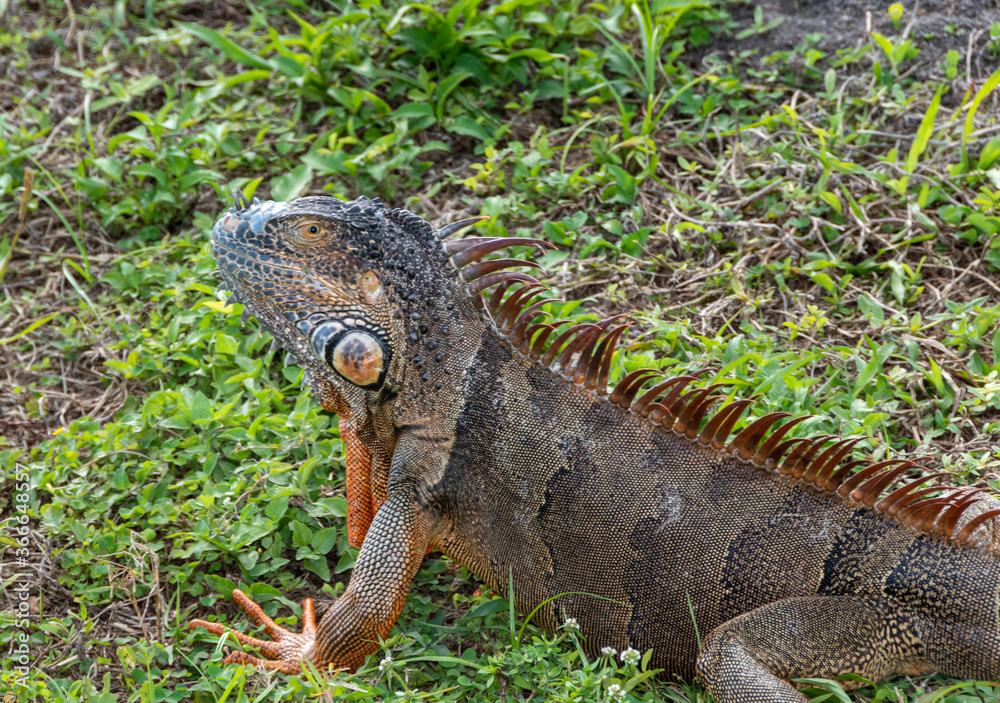Obraz premium Brown and orange iguana on grass