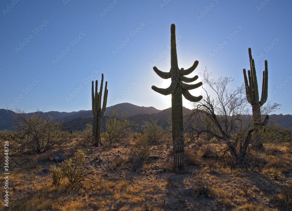 Three Saguaros at Sunset