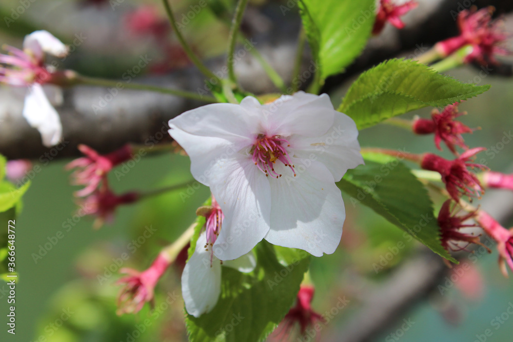 Obraz premium Beautiful Japanese White Cherry blossoms at Kyoto, Japan