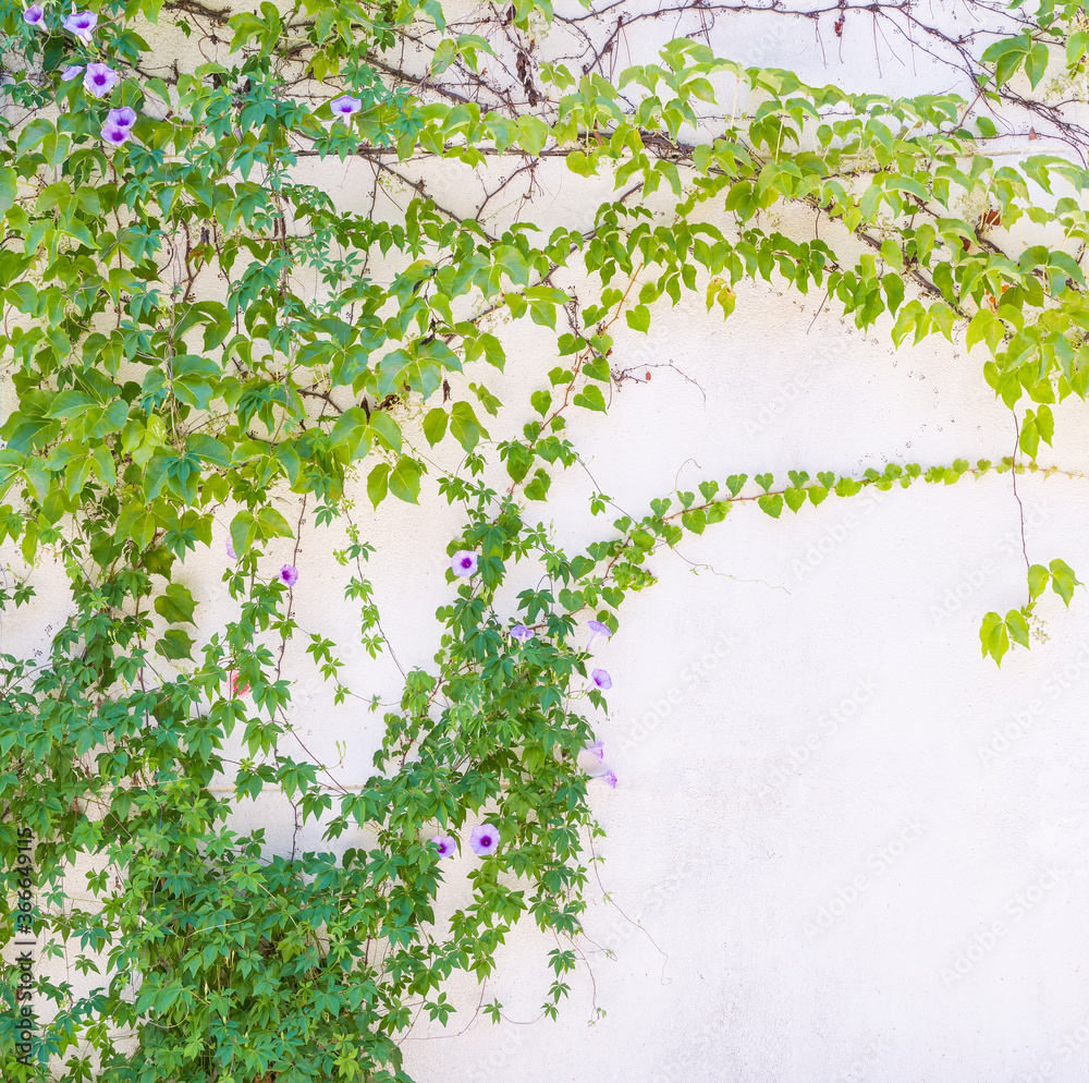 glory flower with green leaves and ivy isolated on white background with copy space. Creeper plant. glory flower with green leaves and ivy isolated on white background with copy space. Creeper plant.