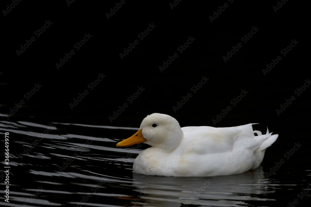 White duck with black background swimming in water White duck with black background swimming in water