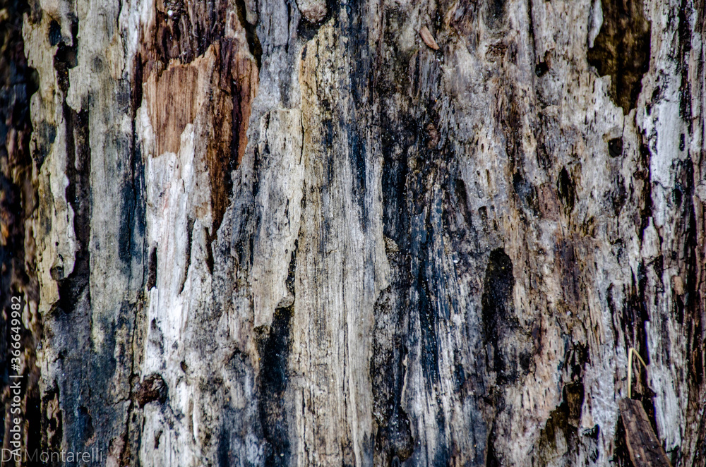 Obraz premium Textura