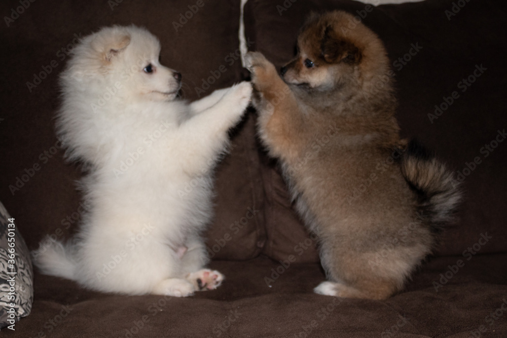 Meeting of two puppy brothers at home. Meeting of two puppy brothers at home.