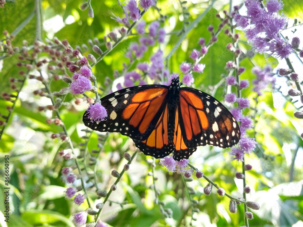 Obraz premium mariposario