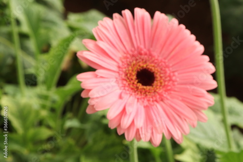pink gerbera flower