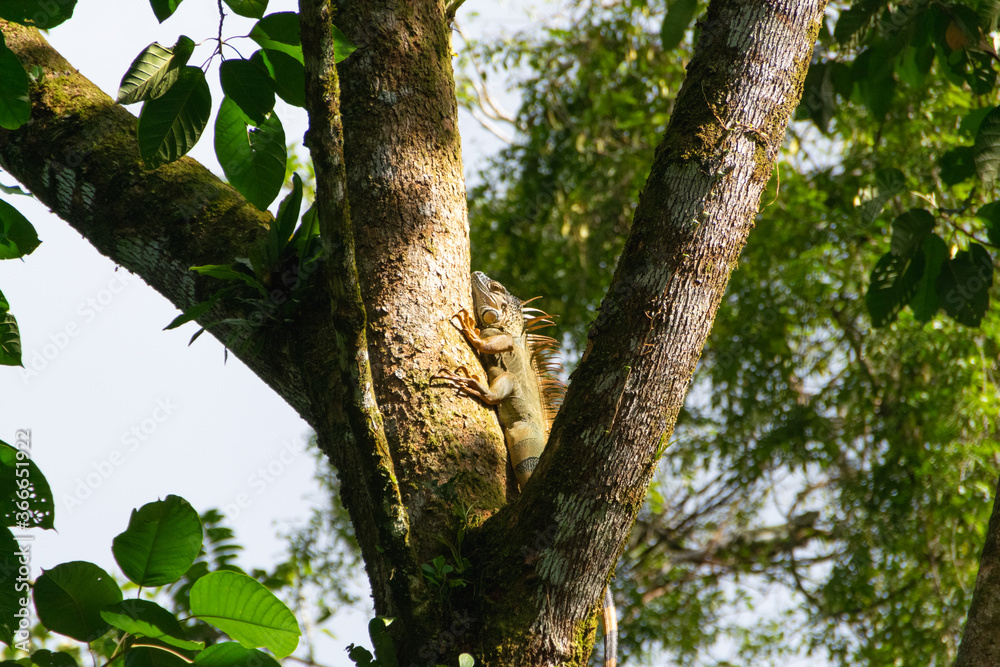 A Costa Rican iguana is climbing a tree.