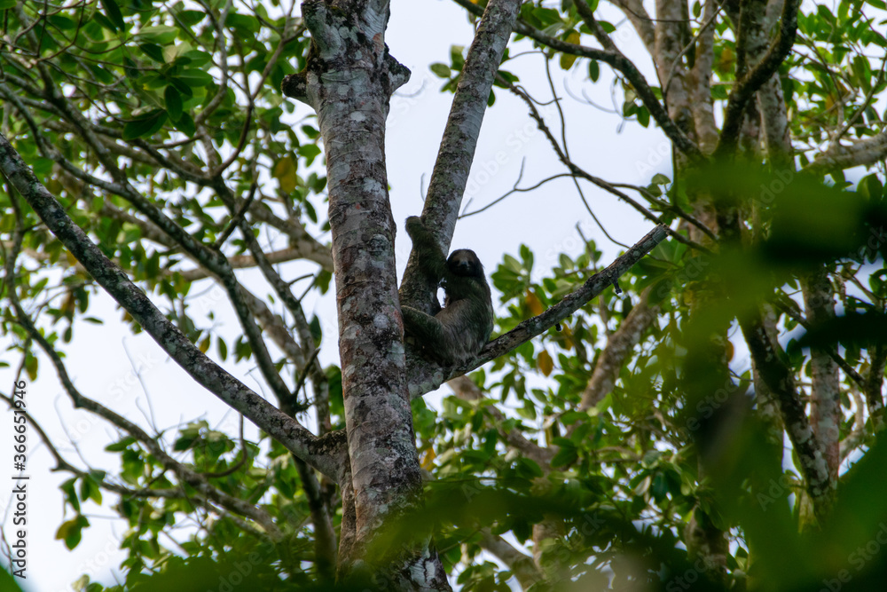 The Costa Rican sloths are looking at me. The Costa Rican sloths are looking at me.