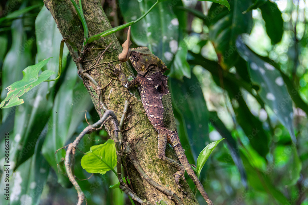 A Costa Rican basilisk climbs a tree.