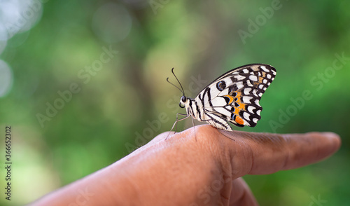 A beautiful butterfly on someone's hand