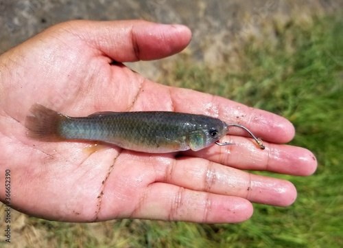 Fototapeta Naklejka Na Ścianę i Meble -  Holding a minnow on the fishing hook for bait