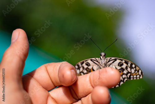 A beautiful butterfly on someone's hand