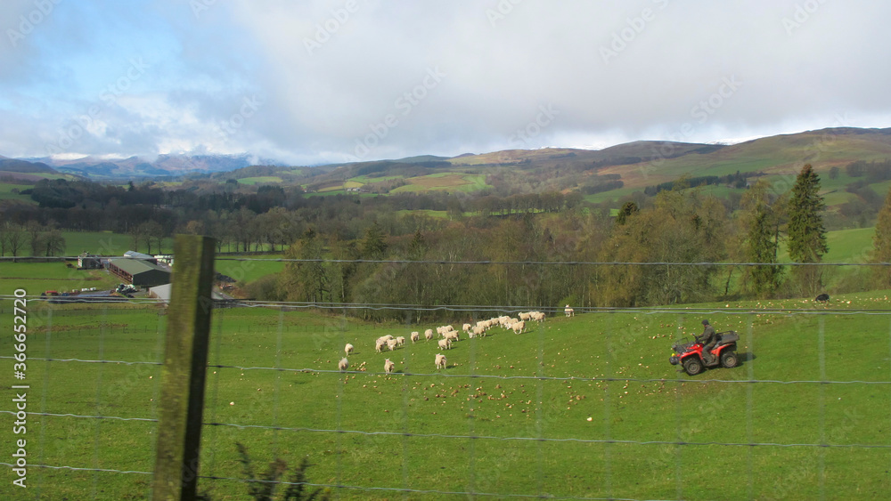 sheep herding