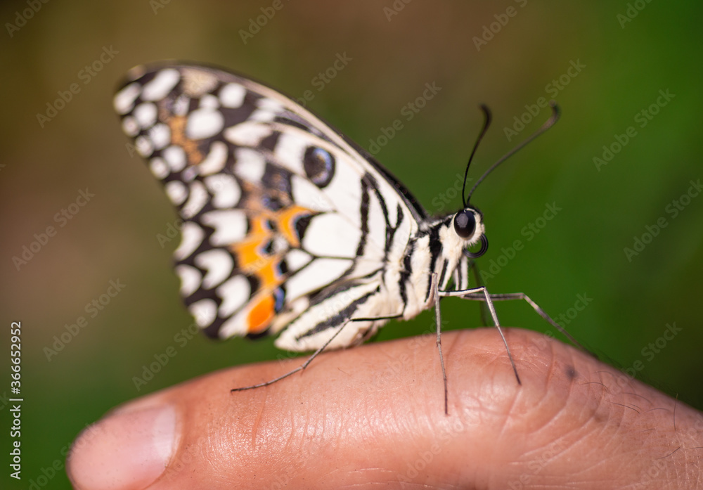 Obraz premium A beautiful butterfly on someone's hand