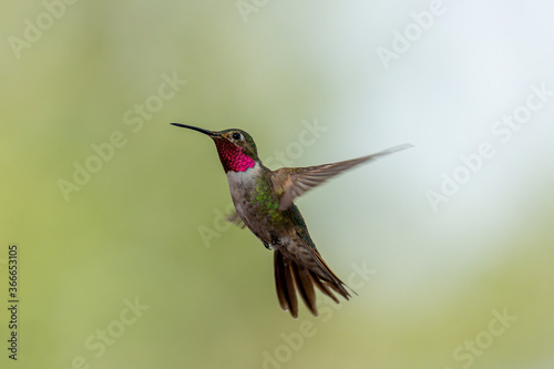 Broadtailed hummingbird in flight