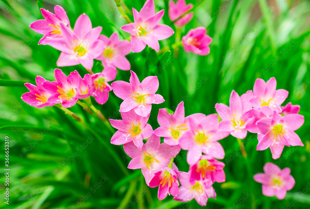 Beautiful pink flowers in nature Beautiful pink flowers in nature