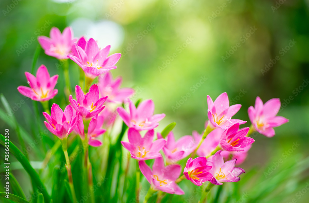 Beautiful pink flowers in nature Beautiful pink flowers in nature