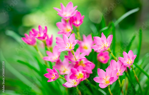 Fototapeta Naklejka Na Ścianę i Meble -  Beautiful pink flowers in nature