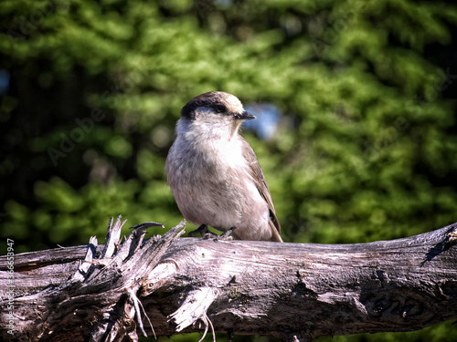 Gray Jay (Perisoreus canadensis), also known as the whiskey jack or Canada Jay perched on a dead branch against a green background.