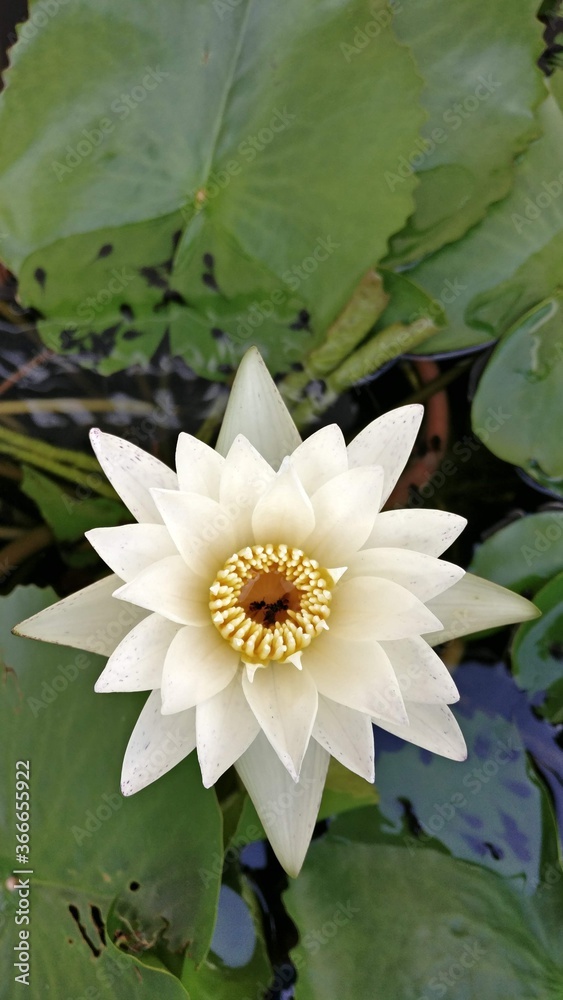 Flor de loto color blanco con hojas verdes en el agua Stock Photo | Adobe  Stock