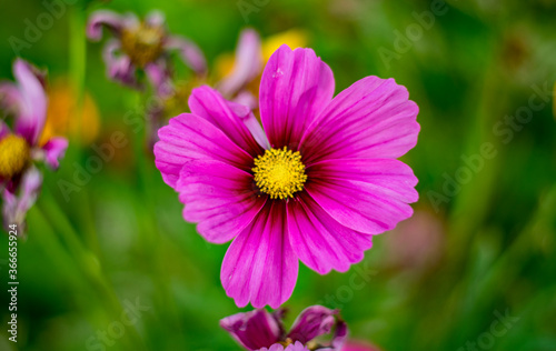 pink cosmos flower in garden