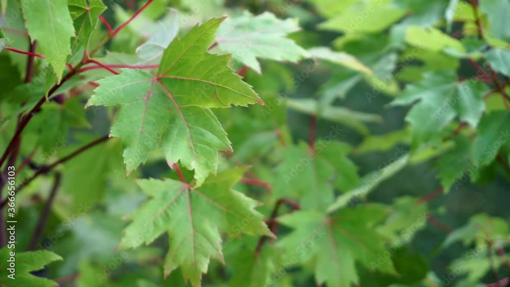 Maple leaves on green maple tree during spring/summer moving to wind Maple leaves on green maple tree during spring/summer moving to wind