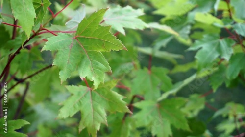 Maple leaves on green maple tree during spring/summer moving to wind photo