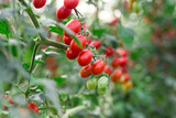 Red ripe tomatoes grow on branches in farm greenhouse
