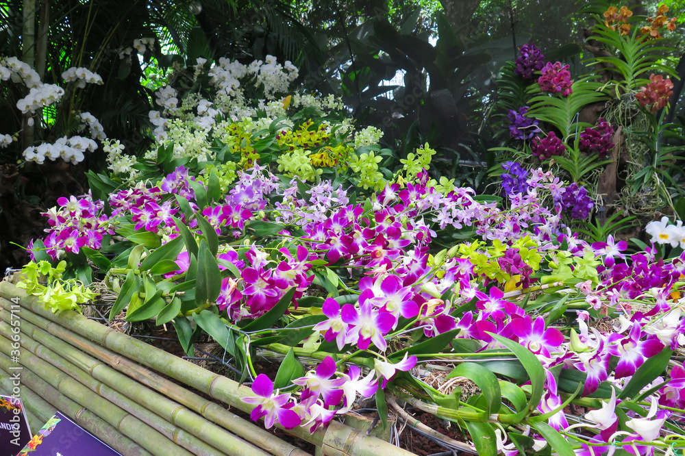 tropical orchid display