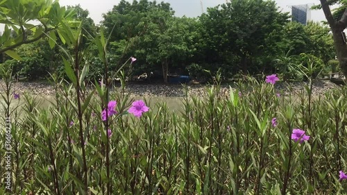 Cataracts. Scientific name: Ruellia squarrosa (Fenzi) Cufod. Family name Acacthaceae. Other names.  Popular planting bokeh garden backdrop photo