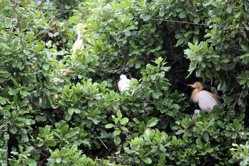 some white birds sitting on a big green tree