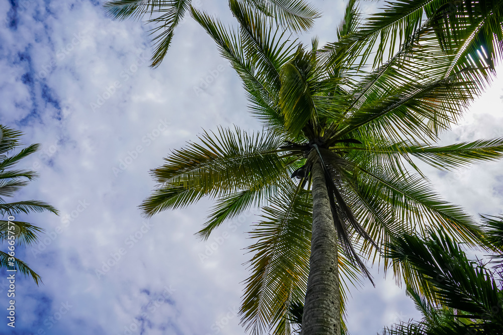 Beautiful perspecticve view of the palm trees with coconuts Beautiful perspecticve view of the palm trees with coconuts