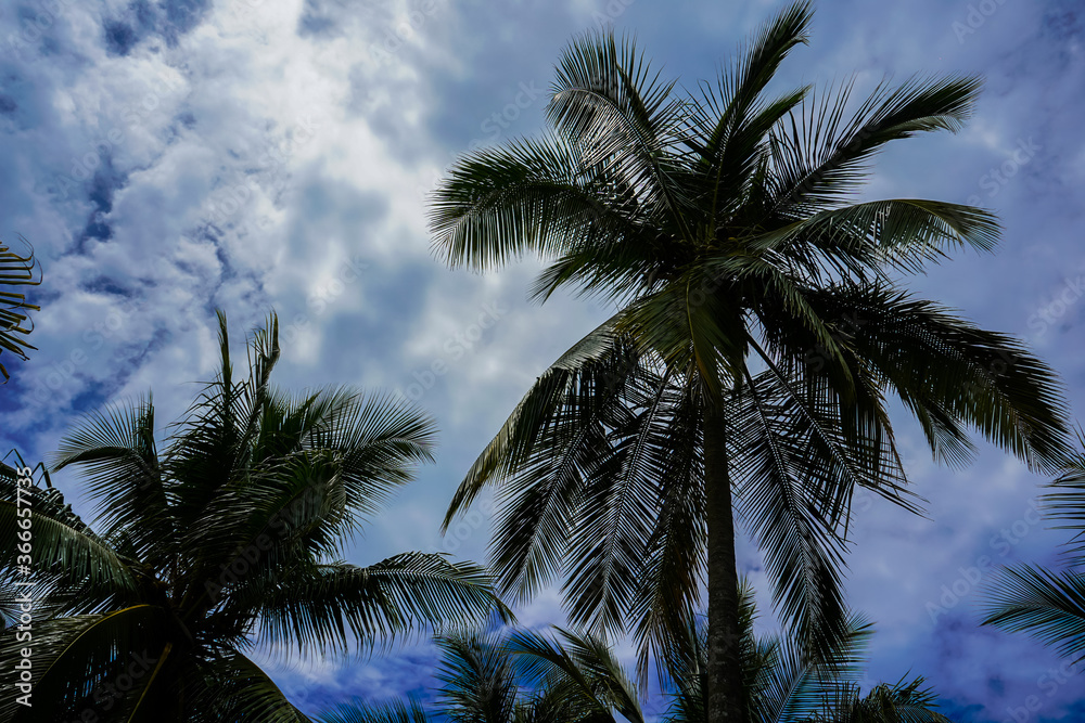 Beautiful perspecticve view of the palm trees with coconuts  