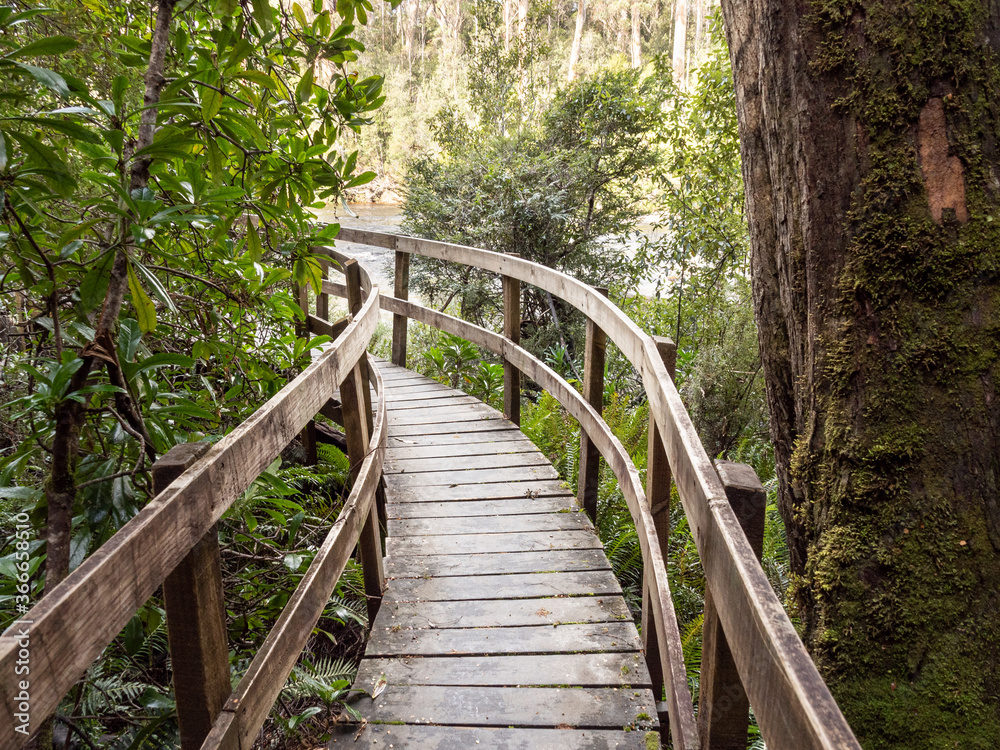 Fototapeta premium Boardwalk forest path along Huon River at Tahune Airwalk